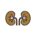 Kidney